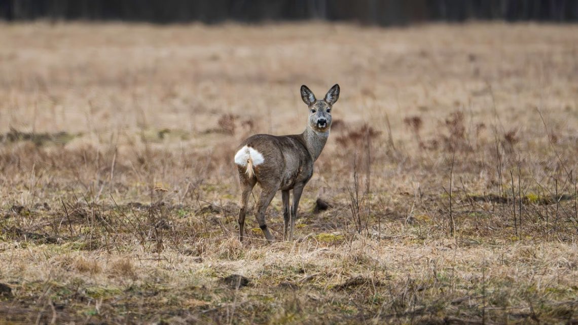 A roe deer stands alert in an open field, showcasing autumn's muted tones.