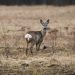 A roe deer stands alert in an open field, showcasing autumn's muted tones.